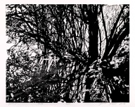 "Gąszcz I" linoryt, 45 x 55/50 x 70 cm