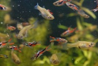 Dorosłe samice Gupika Endlera Poecilia Wingei 10 szt min. 3 cm