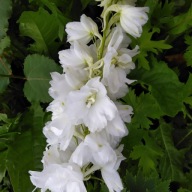 Ostróżka Delphinium Pacific Galahad