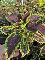 Koleus Coleus Pokrzywa liście ozdobne sadzonka