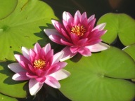 Lilia wodna Grzebienie 1 szt duże kłącze korzeniowe