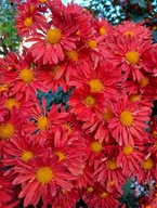 Chryzantema zimująca M 1 Czerwona róża.trawa irys