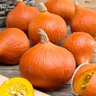 Nasiona Premium Seeds dynia olbrzymia Uchiki Kuri 3 g