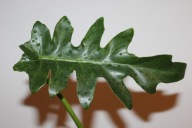 Philodendron Bob Cee variegata - sadzonka