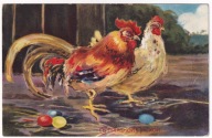 Kogut kura ok.1910r. Rosyjska 389w