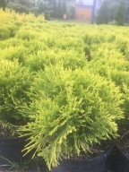 Tuja Mirjam' PBR złota tuja w donicy