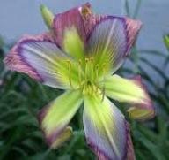 Liliowiec Rainbow Maker