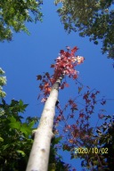 Klon czerwony wąsko kolumnowy 4m dąb lipa buk inny