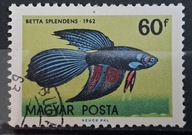 Ryby (kas) - luzak - do uzupełnień 13/5