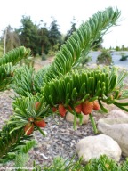 PIĘKNA MASYWNA ODMIANA Jodła kaukaska 'Robusta' Abies nordmanniana