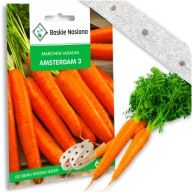Nasiona na taśmie Marchew Duża Wysiew od Kwietnia Krucha Soczysta na soki
