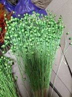 Len naturalny suszony dekoracje zboże susz kwiaty jasno zielony