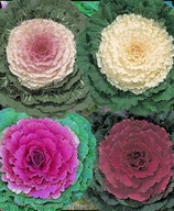 KAPUSTA OZDOBNA najlepsza odmiana 8 SZTUK duże sadzonki MROZOODPORNA