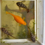 ZBROJNIK L333 Hypancistrus sp. 8cm