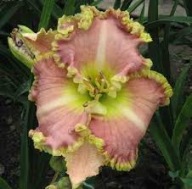 Liliowiec SWEET TRANQUILITY