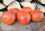 Pomidor Shtambova Koroleva nasiona kolekcjonerskie