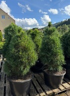 Sosna pospolita Moseri 100-120cm