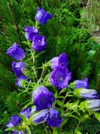 Dzwonek ogrodowy wysoka rabata dzwonki fiolet biały niebieski sadzonka p9