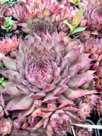 Rojnik NOIR rośliny na skalniak odporne na suszę sukulenty do gruntu