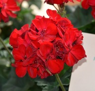 Pelargonia interspecific XTREME Mila Dark Red MOCNA CZERWONA