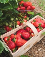 Dwa vouchery na odbiór dwóch koszyczków truskawek z piekarskiej plantacji