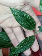 Hoya Hoja sp. RANGSAN cięta