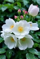 Róża DZIKA BIAŁA EXTRA DUŻE sadzonki 25 cm żywopłot Multiflora MIODODAJNA