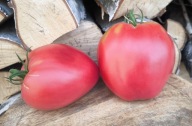 Pomidor Krasavchik nasiona kolekcjonerskie