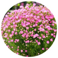 Gipsówka rozeslana, 'Rosea',