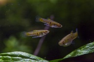 Drobnotka Nadobna 3 samiczki plus 6 samczyków oferta specjalna