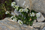 Arabis soyeri - gęsiówka