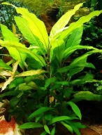 Roślina Akwariowa Orzech Wąskolistny