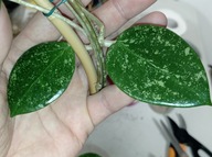 Hoya Hoja EPC 997 cięta