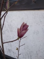 Magnolia 'Starburst'