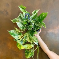 Epipremnum aureum marble queen SADZONKA 20 cm