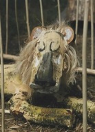 zdjęcie JÓZEF WILKOŃ LEW reprodukcja BESTIARIUM WILKONIA