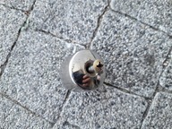 HONDA S-WING 125 ciężarek końcówka kierownicy