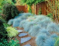 Kostrzewa sina 'Elijah Blue'-trawa niebiesko-srebrzysta SADZONKA W DONICZCE