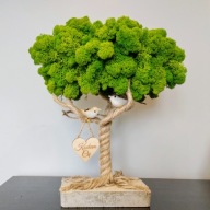 drzewko szczęścia chrobotek