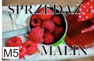 BANER PLANDEKA SPRZEDAŻ MALIN 120X80 M5