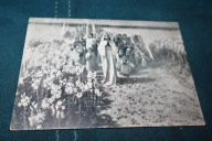 P.STACHIEWICZ PRZEZ LILIOWE POLA