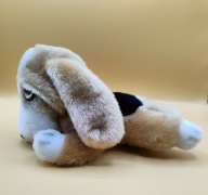 Piesek rasowy BASSET smutny coś patrzy podejrzliwe