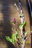 Magnolia wąska fioletowa mini szczepiona inna