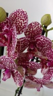 PHALENOPSIS storczyk wild cat 6
