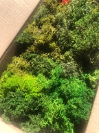 Mech chrobotek skrawki, odpady mix zielonych kolorów 200g