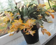SCHLUMBERGERA ### OUTANO ### GRUDNIK EPIPHYLLUM SZCZEPKA BEZ KORZENIA