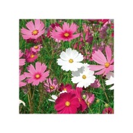 ONĘTEK KOSMOS COSMOS MIX KOLORÓW 50 sztuk sadzonki miododajne wieloletnia