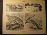 krokodyle, oryg. 1887