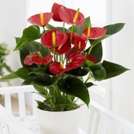 Anthurium anturium andreanum 'Red' Czerwone SADZONKA 45 cm