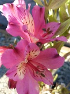 Alstroemeria Summer Paradise Summer Saint SADZONKA 3L